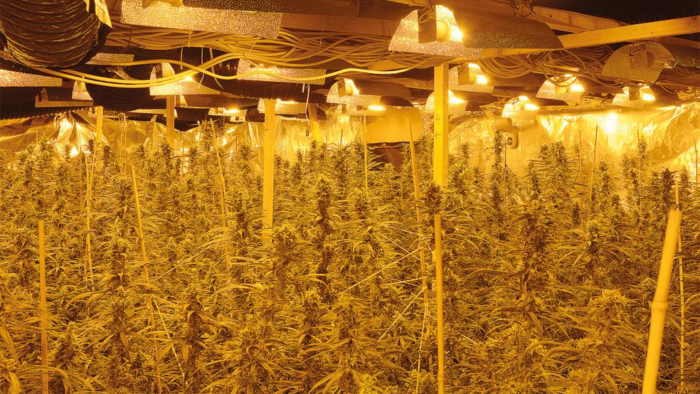 Dieser Anblick bot sich der Polizei, als sie in der ehemaligen Werkstatt die Cannabisplantage entdeckte.  © Foto: Polizei