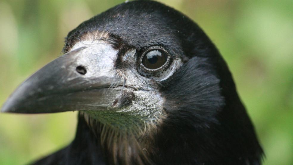 Nistende Saatkrähen sind seit Jahren ein Ärgernis für Anwohner des Stapelmoorer Parks.  © Symbolfoto: Pixabay