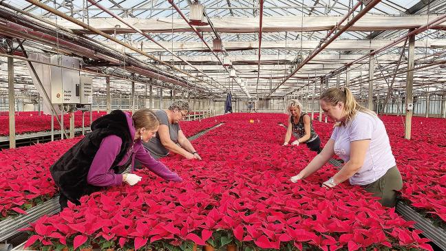 Millionen Weihnachtssterne haben ihre Wurzeln im Rheiderland