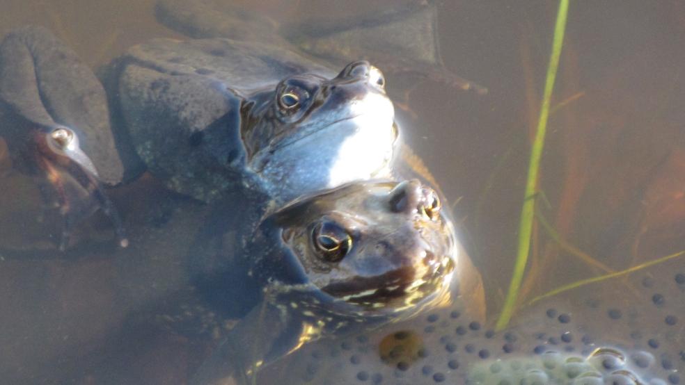 Pärchen des Grasfrosches bei der Eiablage am Laichplatz. © Detlef Kolthoff