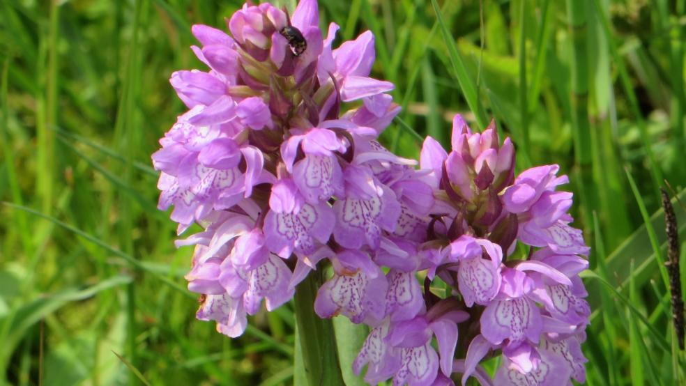 Blühendes Torfmoos-Knabenkraut, hier mit Doppelblüte. © Detlef Kolthoff