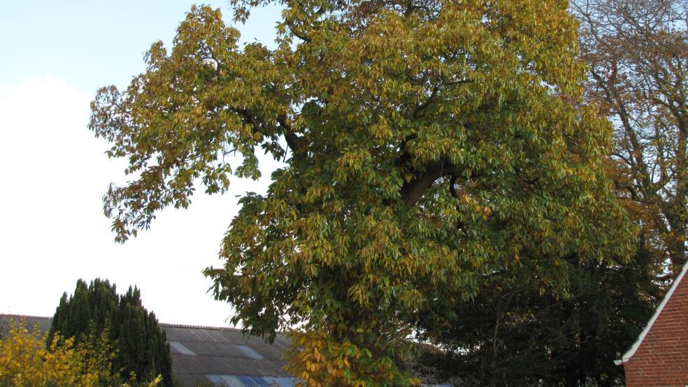 Esskastanie im Spätsommer an der Steinhausstraße in Bunde © Detlef Kolthoff