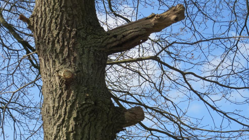 Unfachgerecht geschnittener Baum. © Detlef Kolthoff