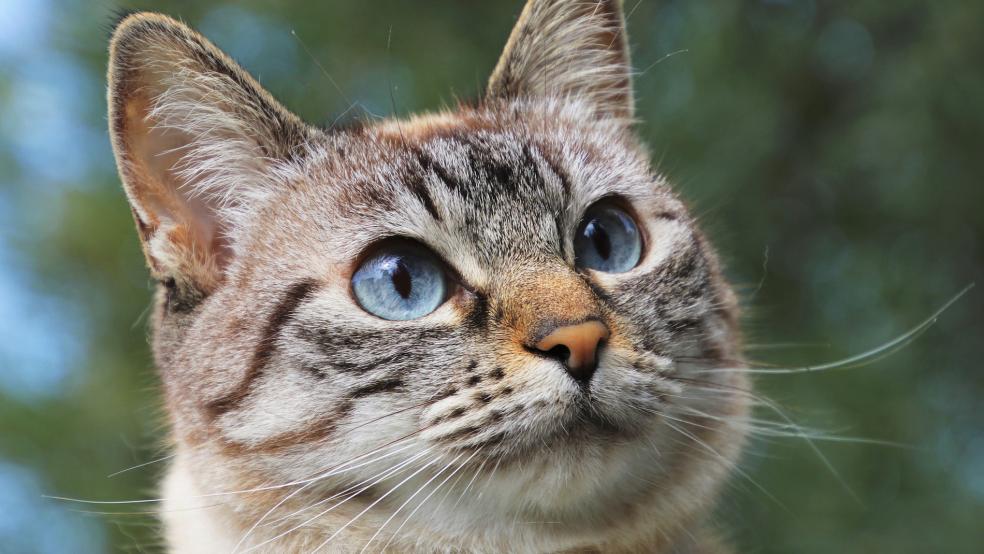 Der Verein »Streunerkatzen« hatte alle Hände voll zu tun mit der Vermittlung in diesem Jahr.  © Foto: pixabay