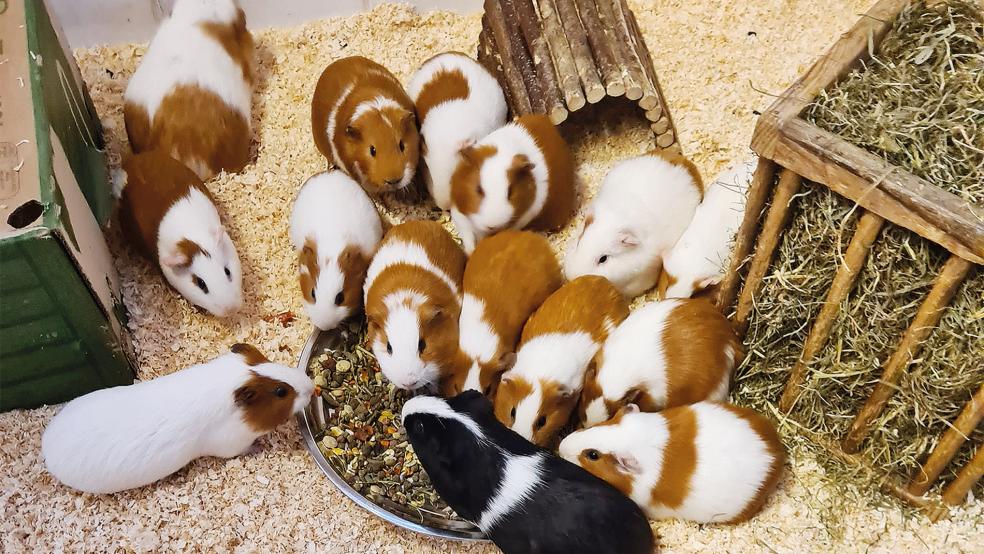 Diese Meerschweinchen wollen vermittelt werden.  © Foto: Tierschutz