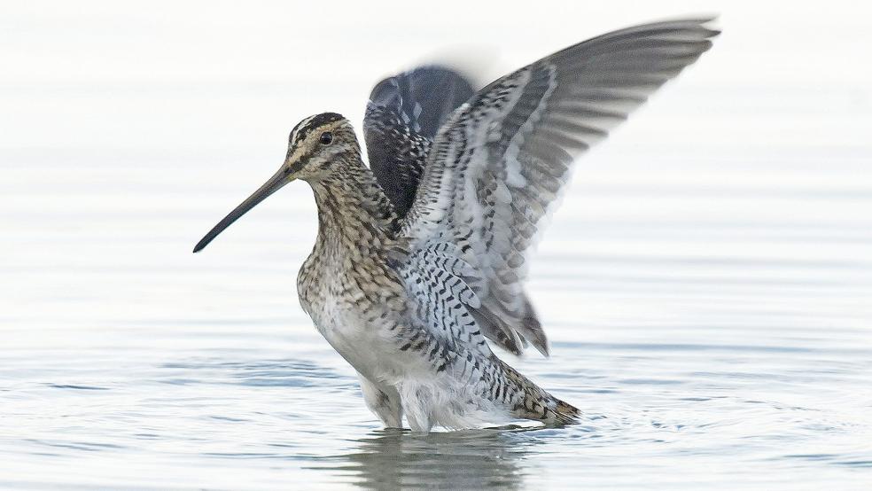 Die vom Aussterben bedrohte Bekassine gehört zu den Vogelarten, um deren Schutz sich die neue Öko-Station vor allem im Rheiderland kümmern soll.  © Foto: Tom Dove (NABU)