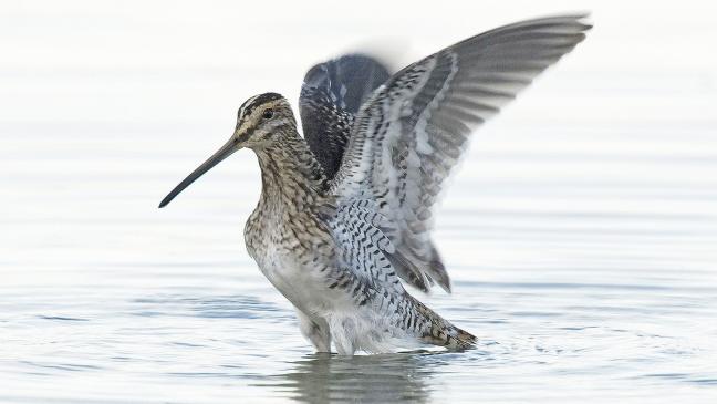 Neue Öko-Station agiert von Leer aus