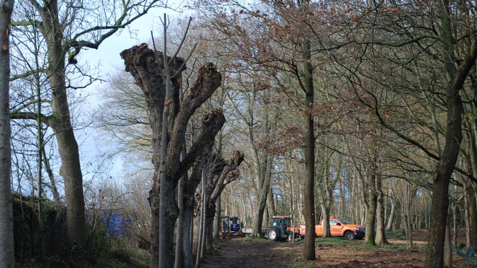 Die Kopf-Linden in der historischen Allee hat der Bauhof zurück geschnitten.  © Foto: Hoegen