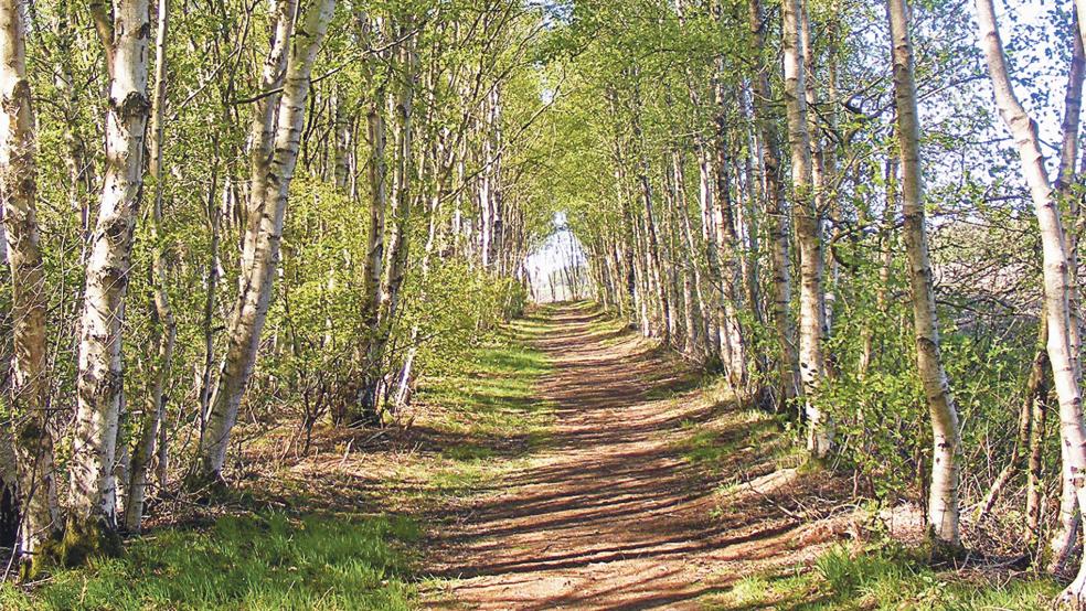 Das Hochmoor in Wymeer ist als Naturschutzgebiet ausgewiesen - und trägt zum Klimaschutz bei.  © Foto: Szyska