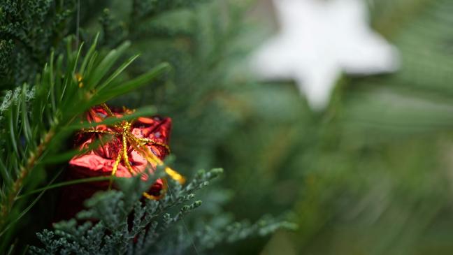 Landkreis sammelt Weihnachtsbäume ein