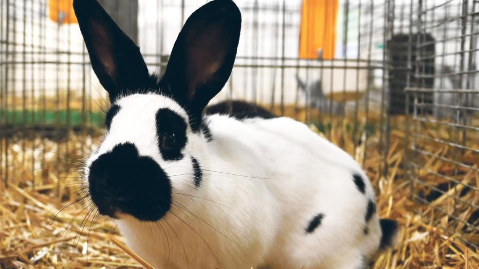 Auch Kleinschecken werden gezeigt.  © Foto: Privat