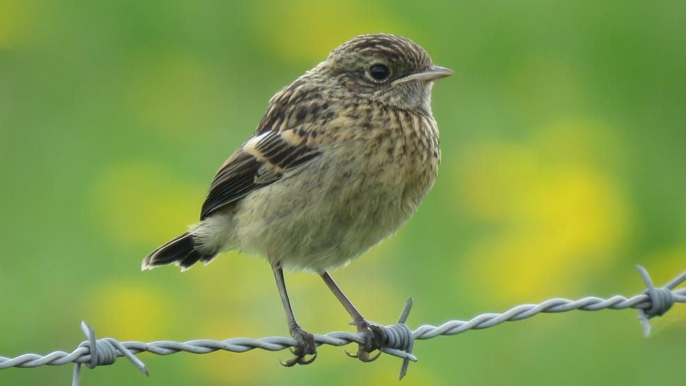 Jungvogel auf Stacheldrahtzaun in Bunderhammrich. © Detlef Kolthoff