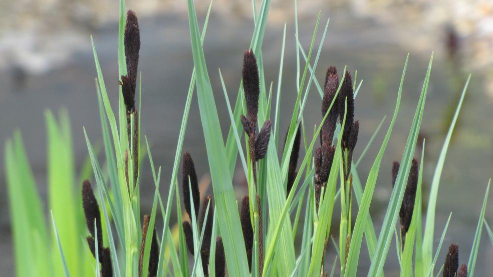 Blüte der Ufer-Segge, erst schwarz, dann bräunlich, an einem Teich in Bunde. © Detlef Kolthoff