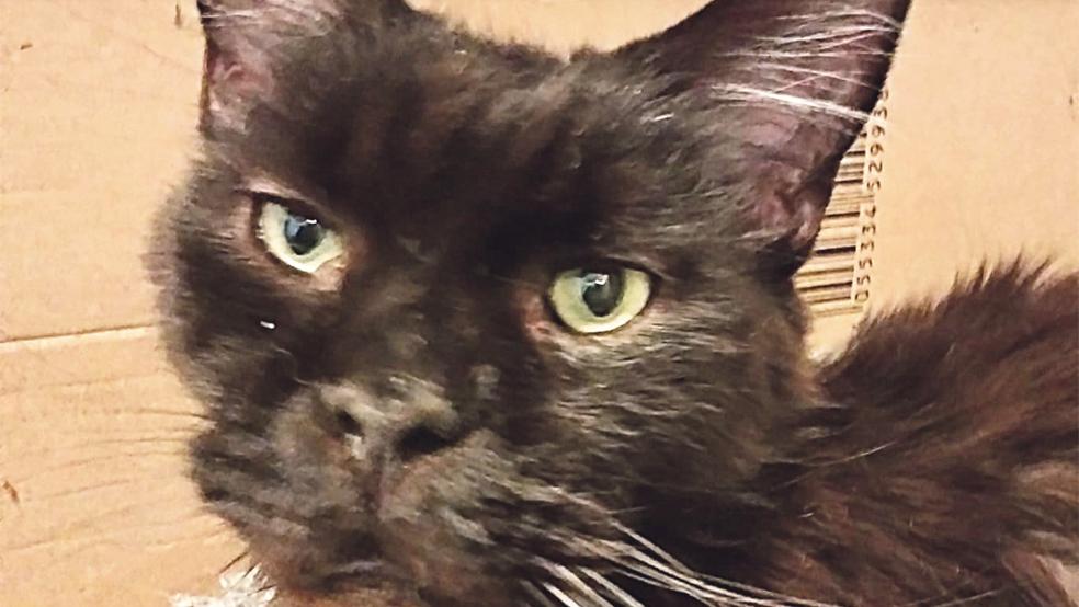 »Face« ist etwa sieben Jahre alt.  © Foto: Tierschutz