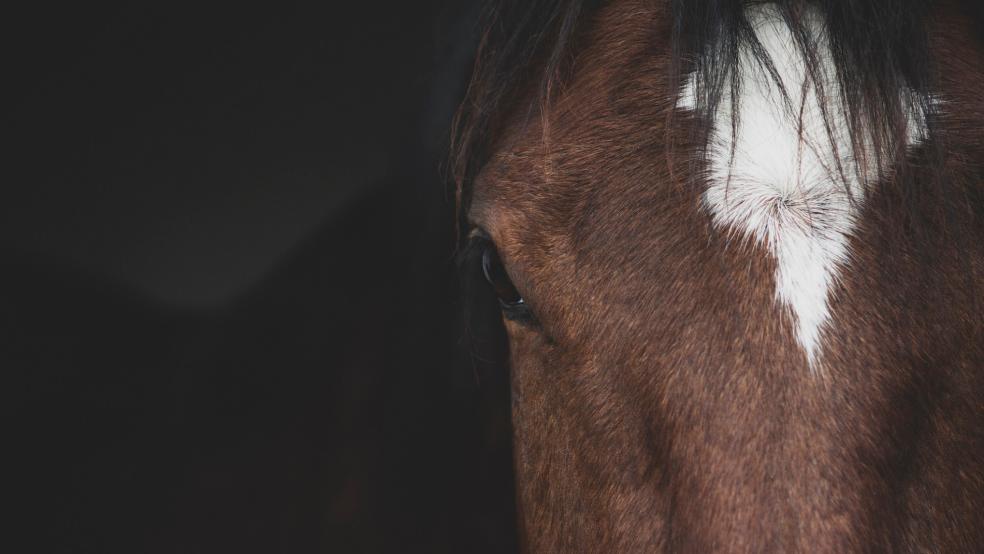 in hinzugerufener Tierarzt musste das verletzte Pferd noch am Unfallort einschläfern. © Pixabay (Symbolfoto)