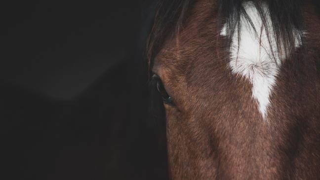Pferd nach Autounfall eingeschläfert