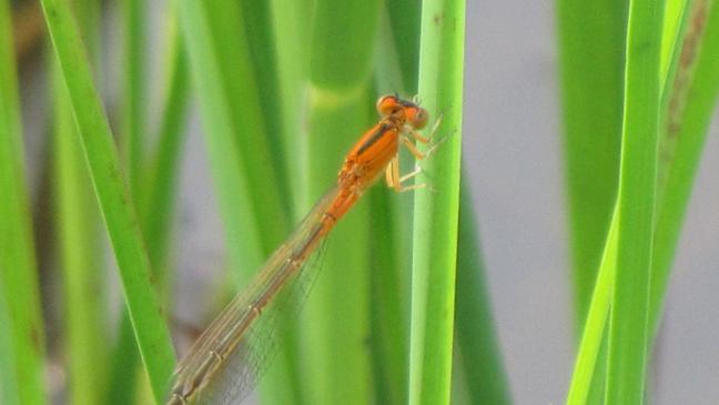 Klein und ziemlich flugfaul