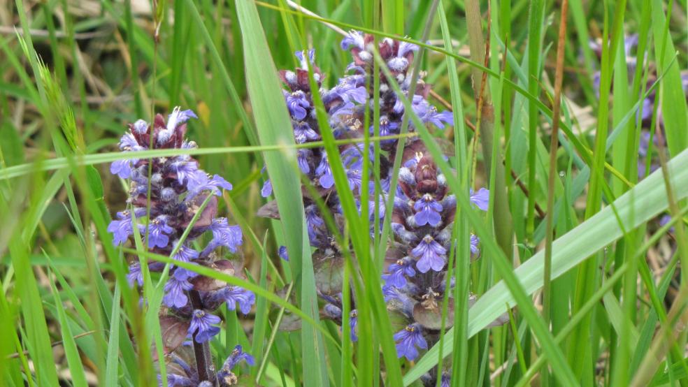 Ajuga reptans verschwindet zwischen höher wachsenden Gras im Juni. © Detlef Kolthoff