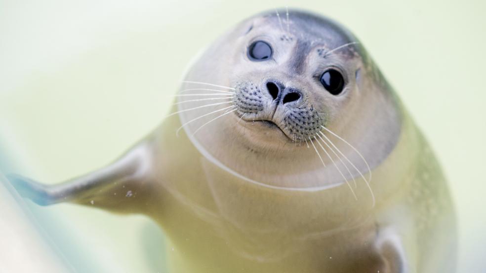 Ein junger Seehund schwimmt durch ein Becken der Seehundstation. Die Seehundstation in Norddeich hat im vergangenen Jahr so viele Heuler in ihre Obhut genommen und aufgezogen wie noch nie.  © Dittrich/dpa