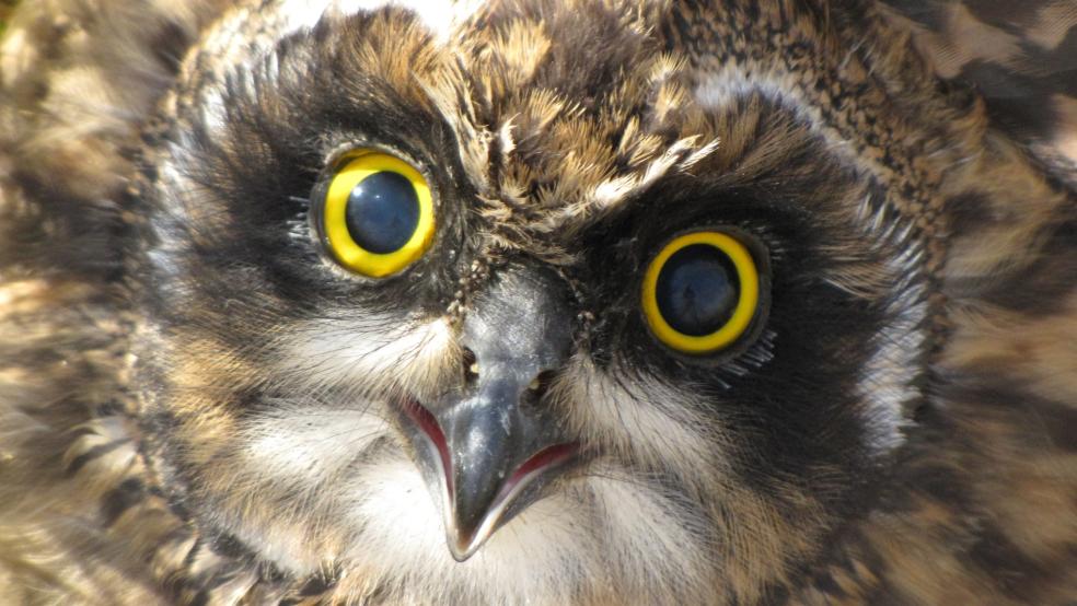 Gesicht einer fast flüggen, flugfähigen Jungeule in Holte, Rhauderfehn. © Detlef Kolthoff