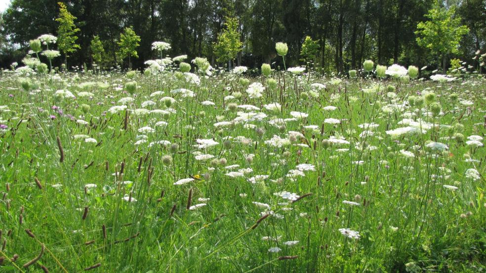 Wilde Möhre im Bunder Park. © Detlef Kolthoff