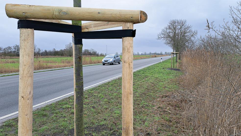 Wie kürzlich an der B 436 bei Ferstenborgum (Bild) werden an den Landes- und Bundesstraßen im Landkreis Leer zurzeit diverse Ersatzpflanzungen von Bäumen vorgenommen.  © Foto: Szyska