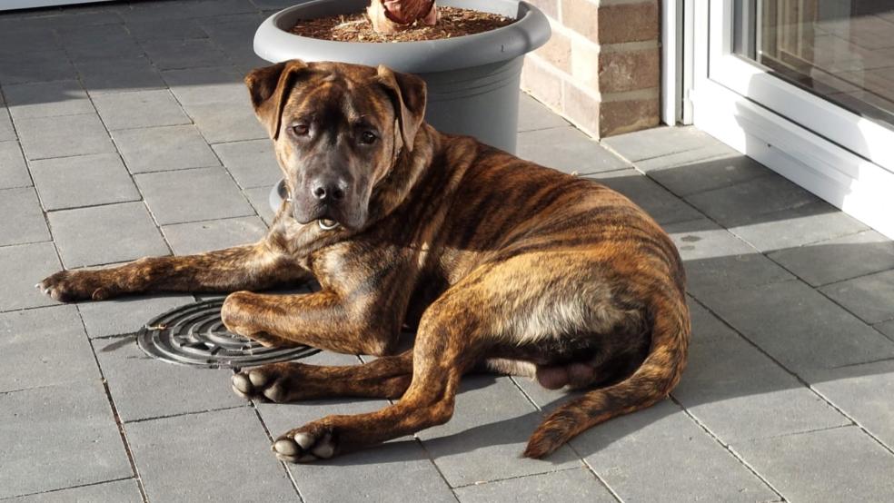 Die Initiative "Hundesuchhilfe Ostfriesland" kümmert sich um vermisste Hunde. © Privat