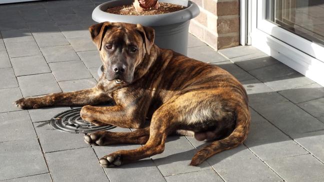 Hilfe für Hunde in Not