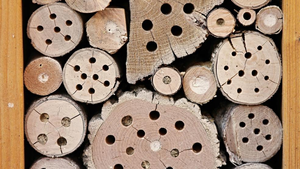 In Ihren wurde ein Insektenhotel an einem Naturlehrpfad angezündet.  © Symbolfoto: pixabay