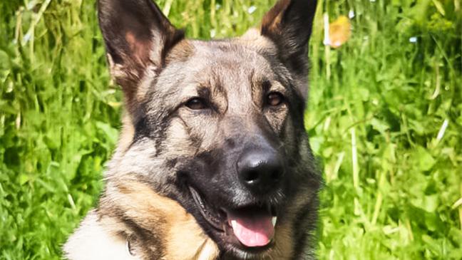 »Alley« hatte richtigen Riecher