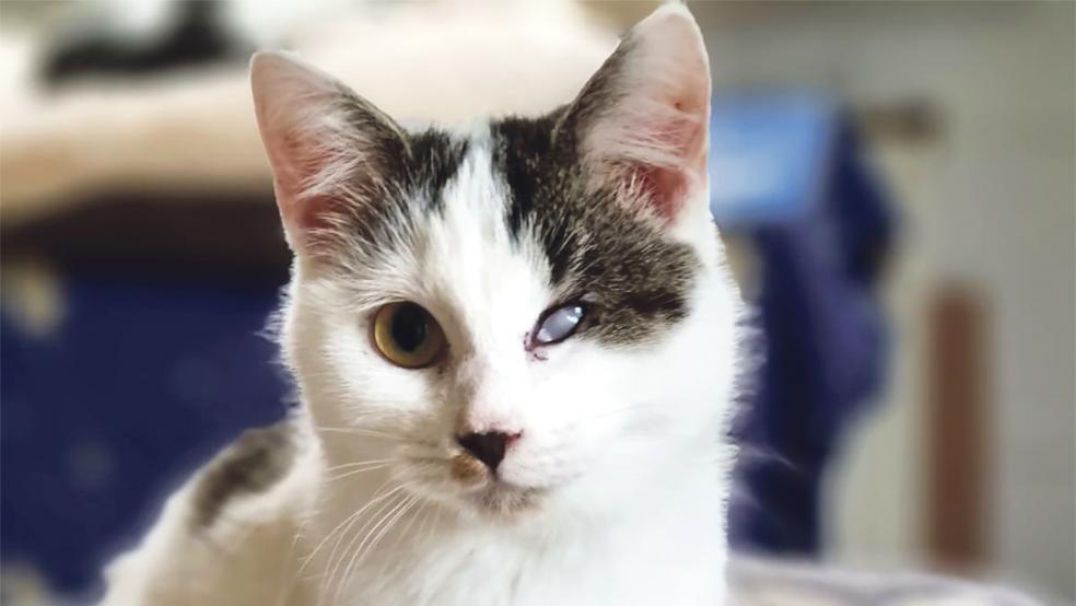 »Sugar« möchte eine Familie finden.  © Foto: Tierschutz