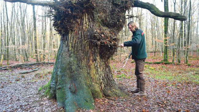 Der wohl älteste Baum in Ostfriesland