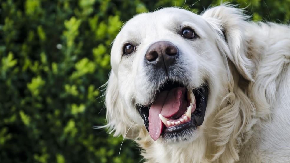 Der Hund war versehentlich in die 43-Jährige hinein gerannt. © Symbolfoto: pixabay