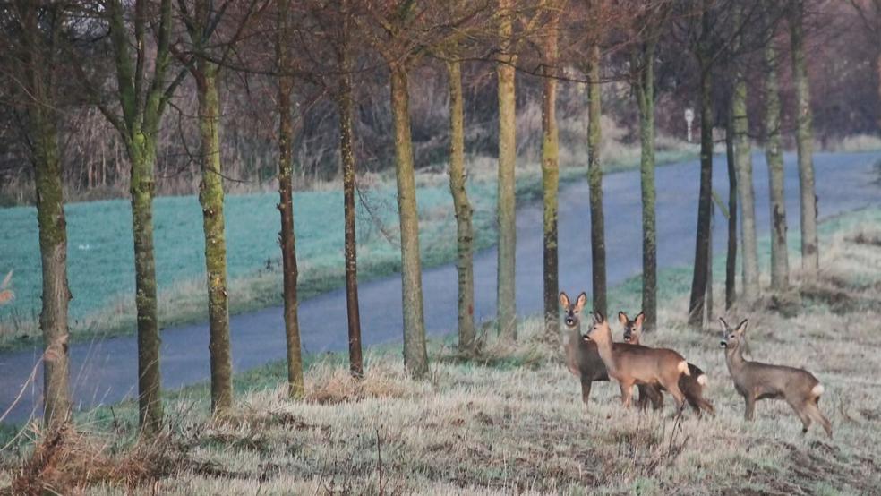 Kreuzende Rehe auf Straßen in Uplengen lösten zwei schwere Verkehrsunfälle aus. © pixabay (Beispielfoto)