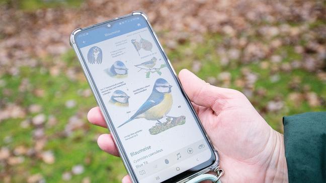 Nur mit einer Schnabellänge vorne