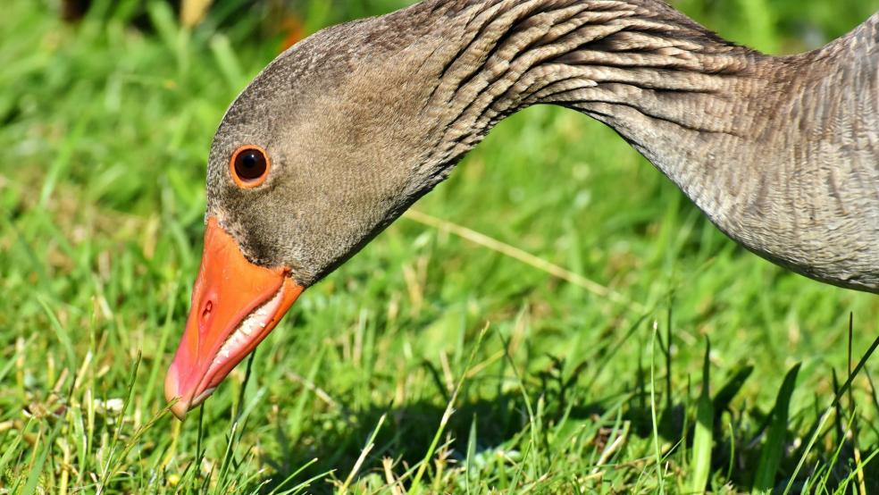 Gänse richten auf Hero Schultes Weiden großen Schaden an. © Pixabay