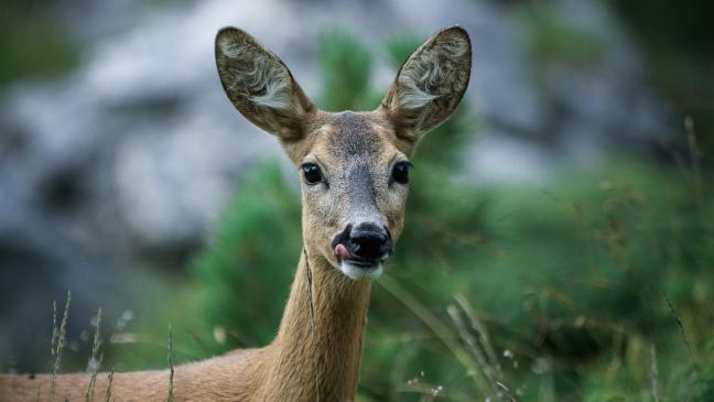 Reh bei Wildunfall getötet