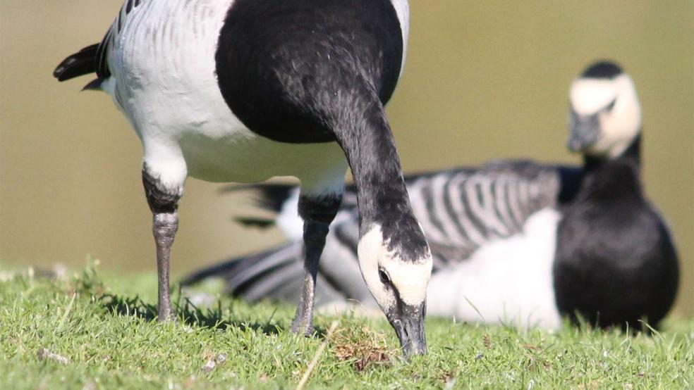 Rastende Nonnengänse verursachen die größten Schäden im Grünland.  © Foto: Runge (dpa)