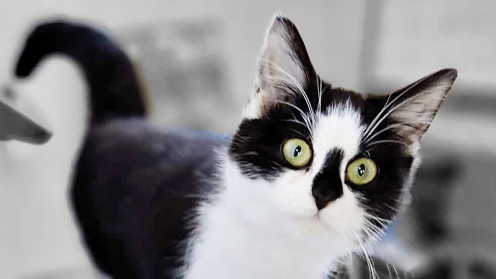 Gesellige Gefährtin: »Mary« ist die derzeit jüngste Katze im Tierheim Stapelmoor.  © Foto: privat