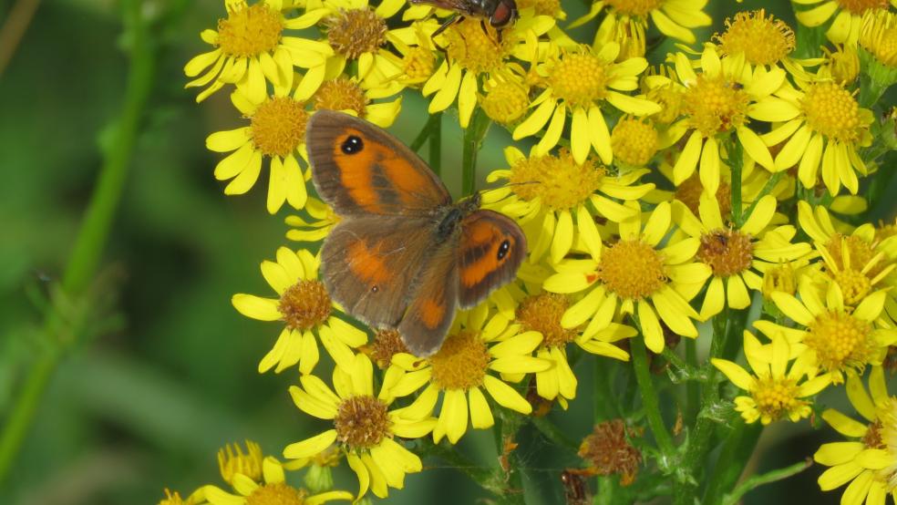 Pyronia tithonus an den Blüten des Jakobs-Kreuzkraut am Hochmoor Wymeer. © Detlef Kolthoff