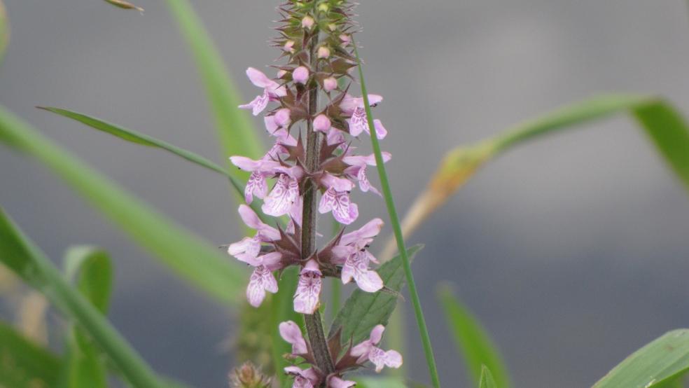 Die Blütenstände der Sumpf-Ziest sind ährenförmig und bestehen aus zahlreichen kleinen, rosa, lila oder weißen Blüten.  © Detlef Kolthoff