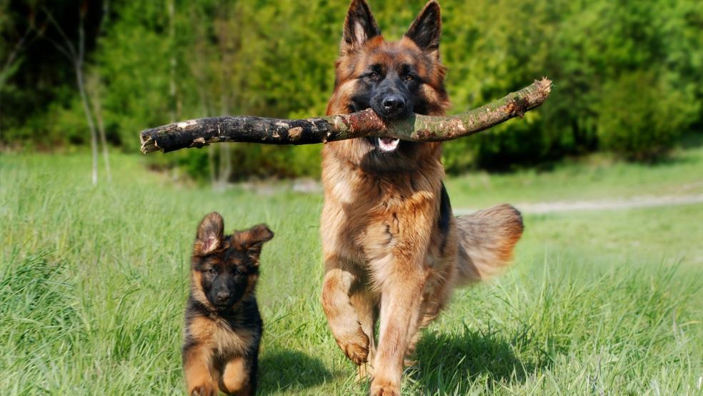 Die Hundefreilauffläche zwischen Weener und Bunde (Beispielfoto) soll kommen - allerdings sind Änderungen nötig gewesen. © pixabay