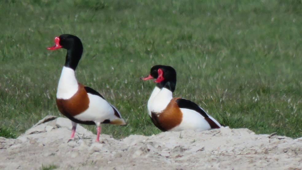 2 Männchen mit Schnabelhöcker und ein Weibchen auf Borkum. © Detlef Kolthoff