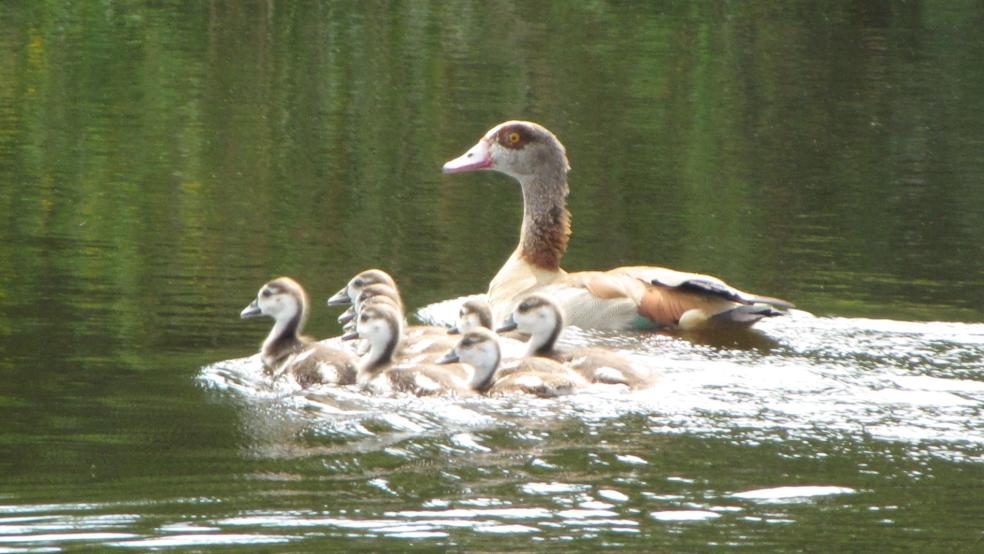 Nilgans mit 7 Gössel auf Pennings Kolken in Stapelmoorerheide. © Detlef Kolthoff