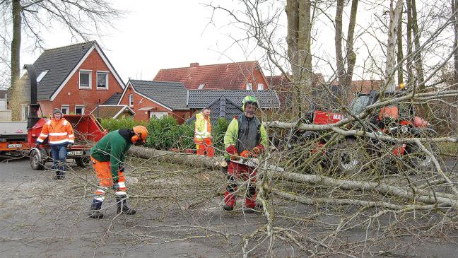 Sechs Eichen an der Berliner Straße gefällt