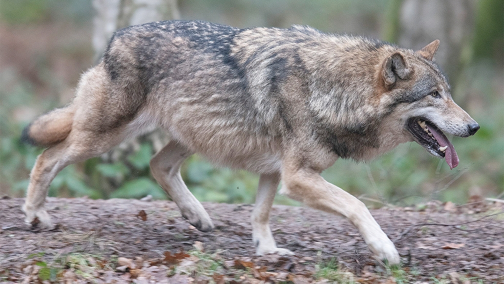Ein Wolf im Freigehege im Wildpark »Alte Fasanerie« in Hessen.  © Foto: dpa