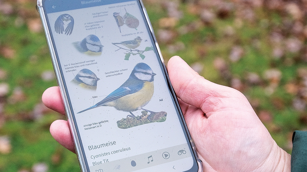 Auch mit einer speziellen App können die gezählten Vögel registriert werden.  © Foto: NABU