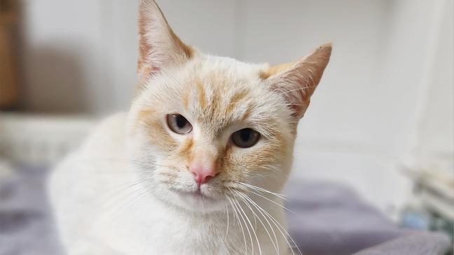 Weißer Kater sucht ein neues Zuhause