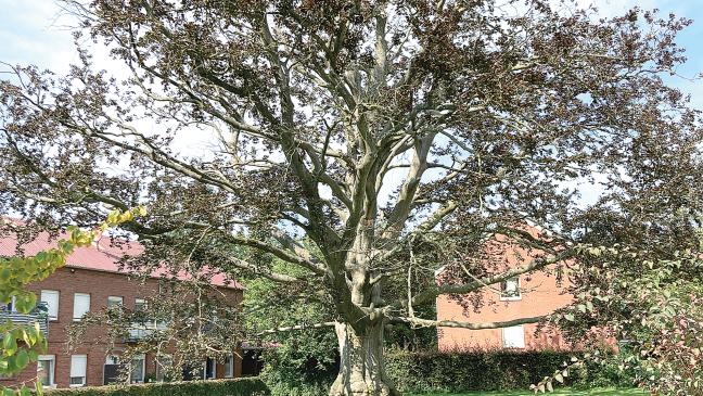 Frischzellenkur für Naturdenkmäler