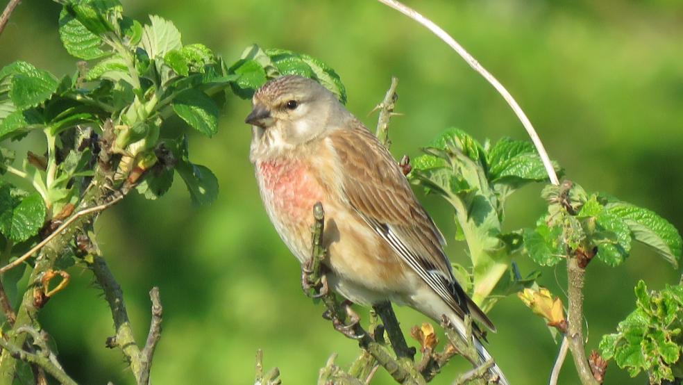 Männchen mit weißem Flügelsaum auf einer austreibenden Wildrose in Weener. © Detlef Kolthoff